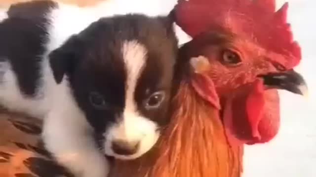 A rooster carries a heavy dog