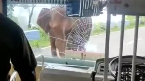 Elephant attacks a bus.