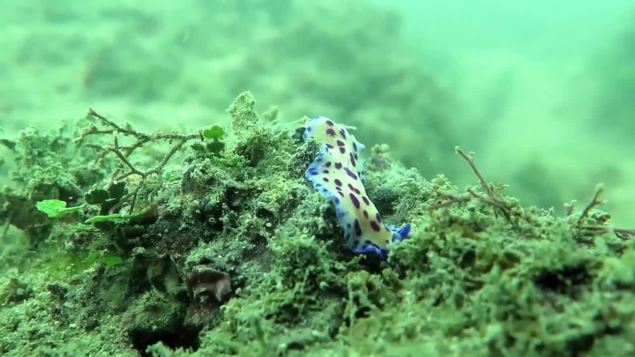 An Underwater Video Of Different Marine Life