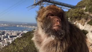 Monkeys den Gibraltar 2022.