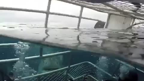 Watch sharks