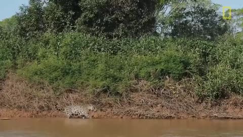 Jaguar attacks crocodile