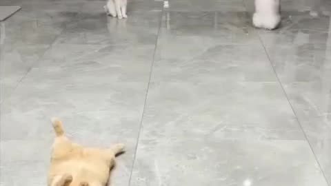 Funny cat