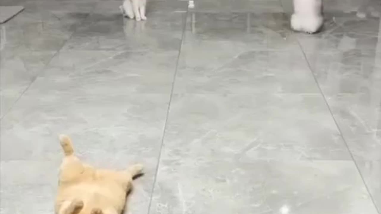 Funny cat