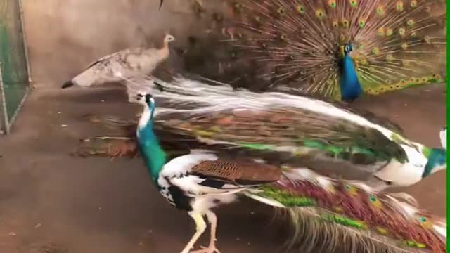 Do you like peacock🦚 .
