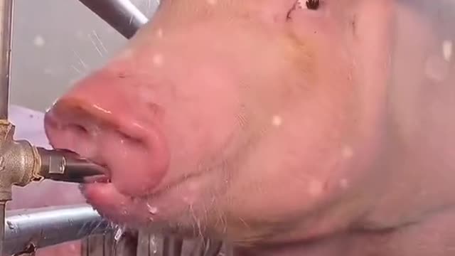 this pig looks very thirsty