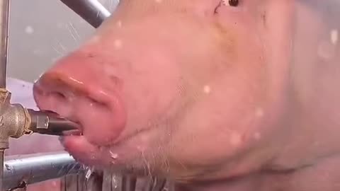 this pig looks very thirsty