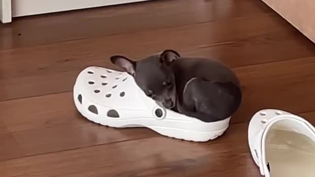 Idk why I spent money on a bed when she prefers a CROCðŸ˜
