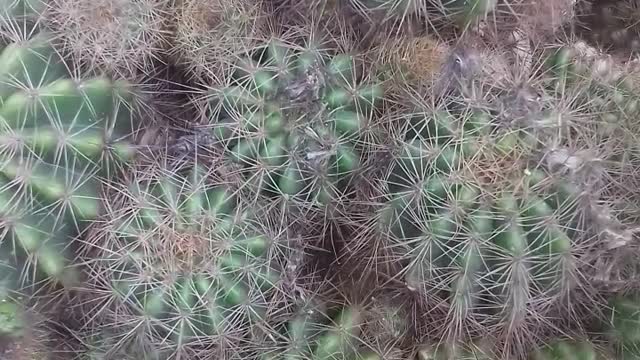 cactus plantation