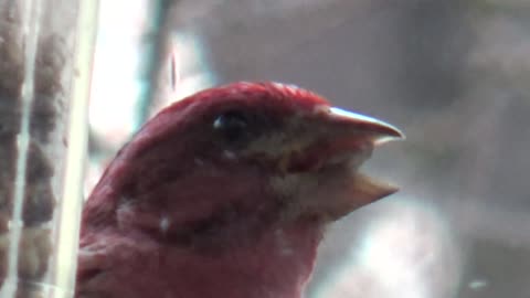Purple Finch