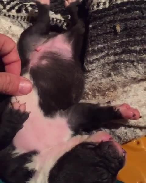 Even newborn puppies love belly rubs!