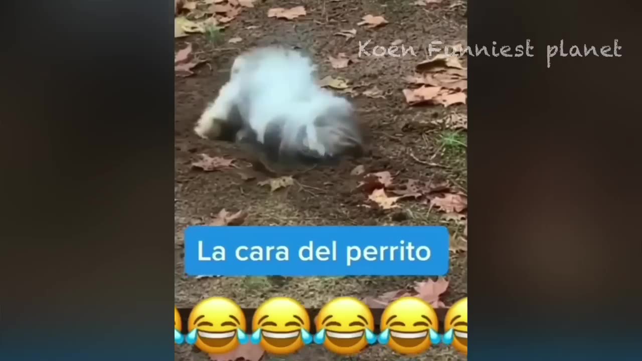 The funniest animals