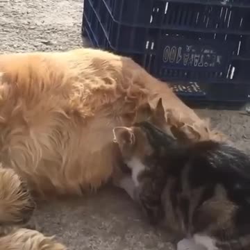 dog mothering a kitten