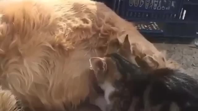 dog mothering a kitten