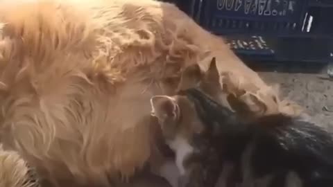 dog mothering a kitten