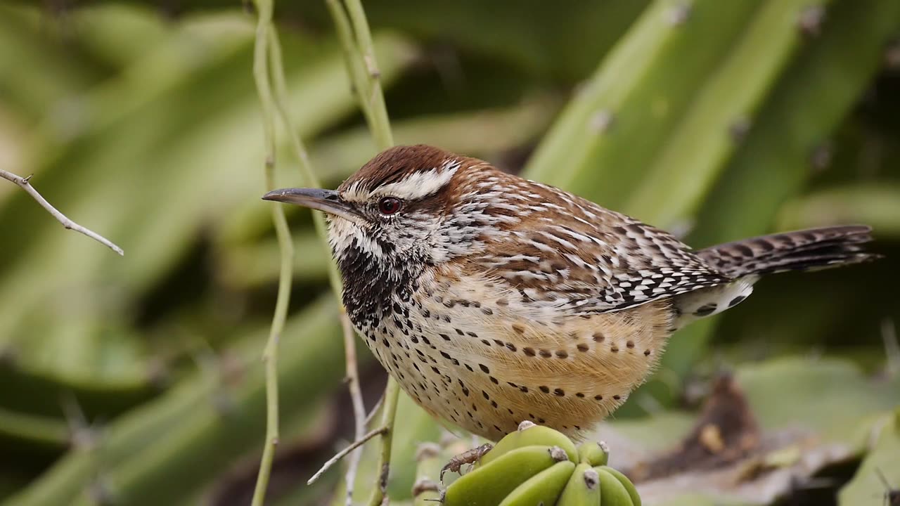 Cute Little Cactus Wren