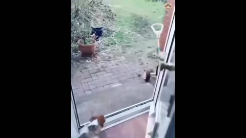 New Funny Animals and Dogs Videos Funniest Cats