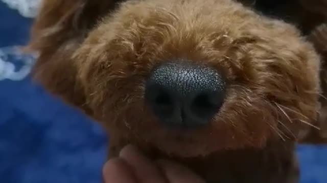 Poodle gives his nose the circle of our finger