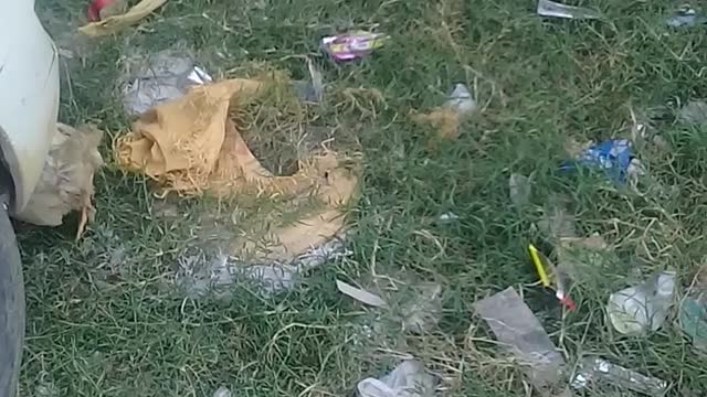 Funny animals videos