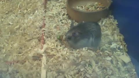 Russian dwarf hamster eating alone, it looks good! [Nature & Animals]