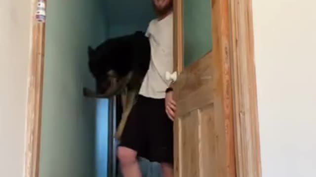 He Is A German Shepherd And Thats Why He Is Scared Of The Showers 😆😅 #shorts