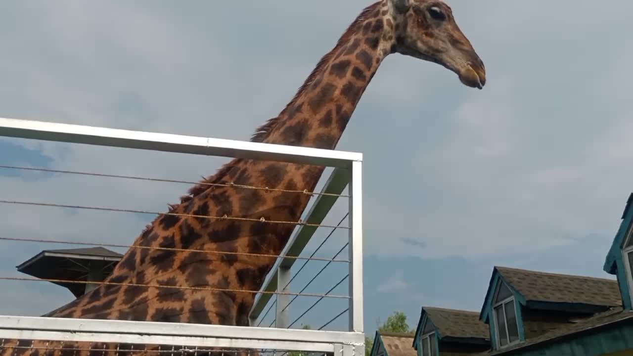 If you don't approach him, you may not find the giraffe so tall!