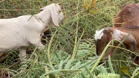 The man try to help poor goat1