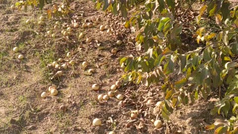 Guava tree