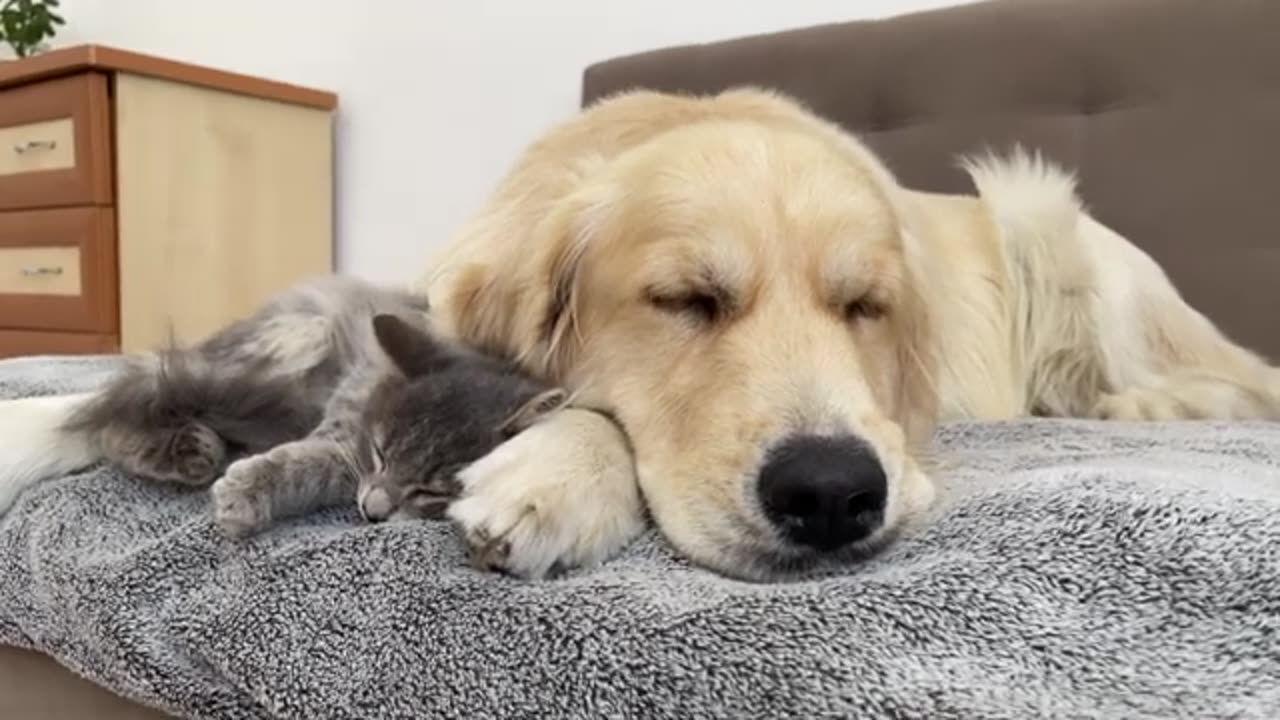 Golden Retriever and Fluffy Kitten Fall Asleep