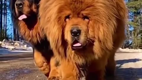 dogs 2024