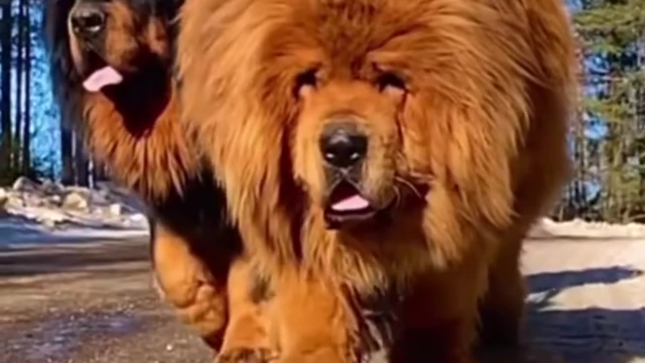 dogs 2024