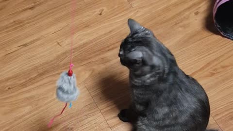 The mouse toy of the grown cat 'Hash.'