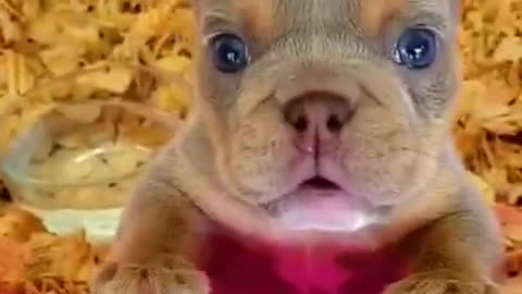 American Bullies