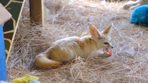 Cutest baby Animals