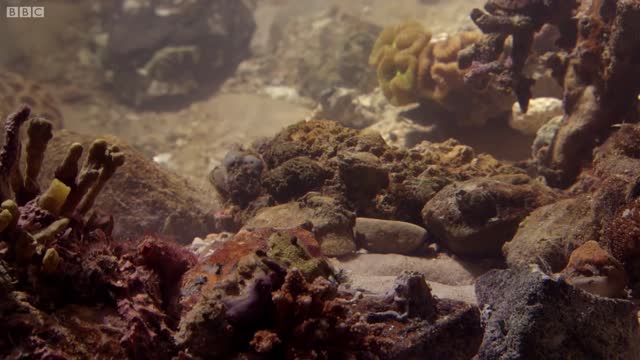 Extraordinary Octopus Takes To Land | The Hunt | BBC Earth