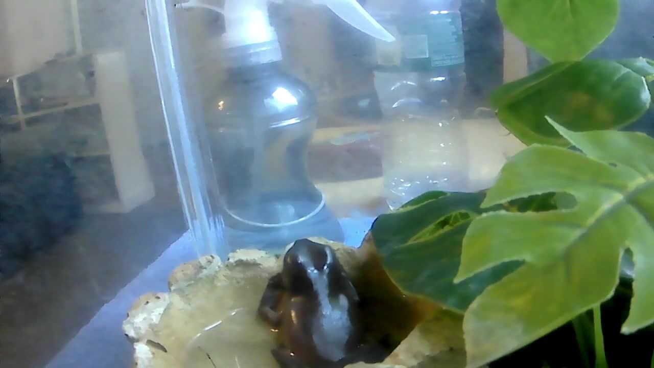 New fun with Filmora