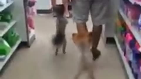 Two Dogs Shopping in Thailand