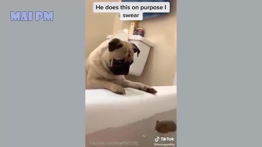 🤣Funny Dog Videos 2021🤣 🐶 It's time to LAUGH with Dog's life