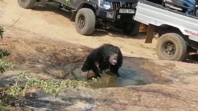 A sloth Bear