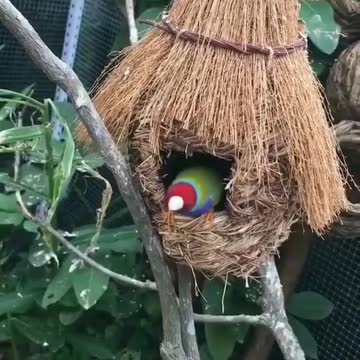Nature love birds
