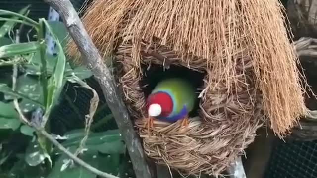 Nature love birds