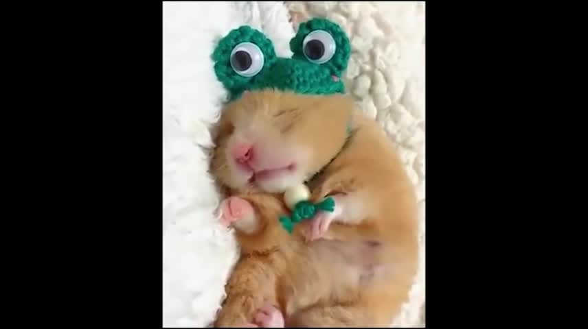 Little orange hamster is sleeping