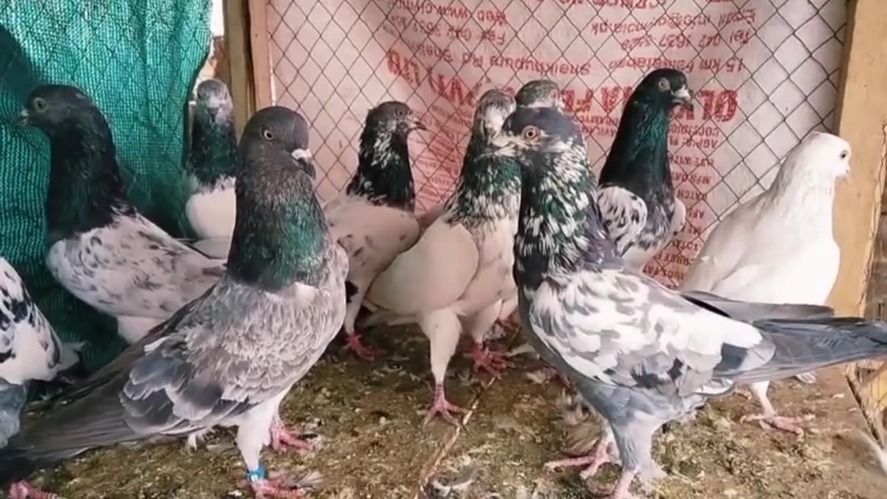 Beautiful pigeon breeder pair best flying