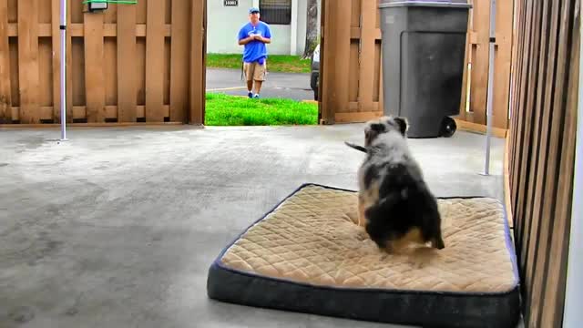 ONLINE DOG TRAINING STEP BY STEP