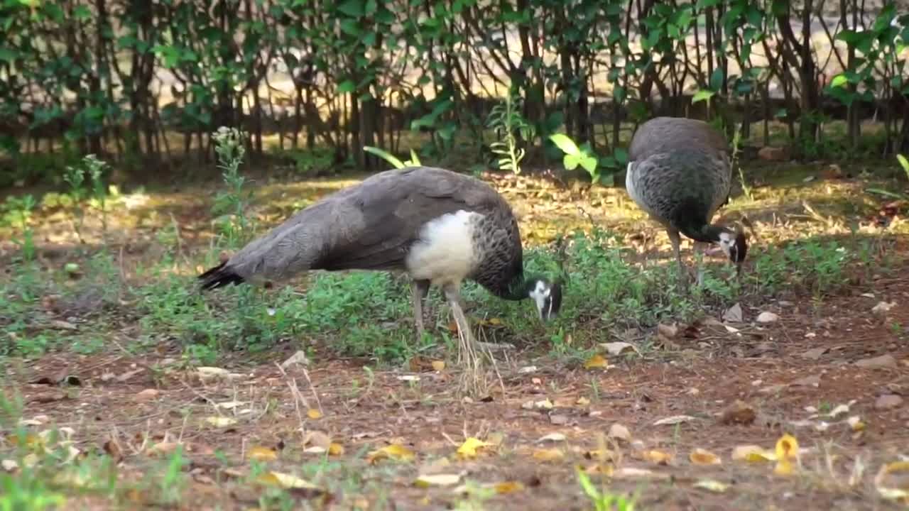 Beautiful peacocks picking food in the forest