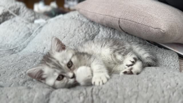 The cute cat licks her PAWS