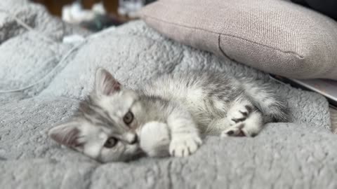 The cute cat licks her PAWS