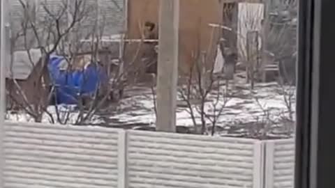 Russia's chicken thieves 🧐🤔 Ukraine