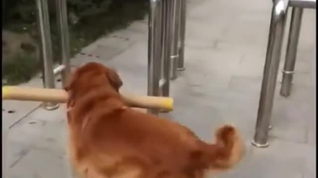 My intelligent dog trys to pass (funny dog award)