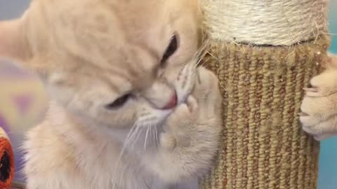 The cat is grooming its paws